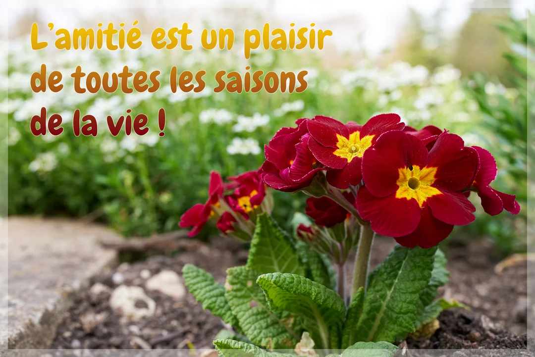 Photographie de primevères rouges à cœur jaune dans un parterre, avec en arrière-plan flou un jardin fleuri et une citation sur l'amitié.
