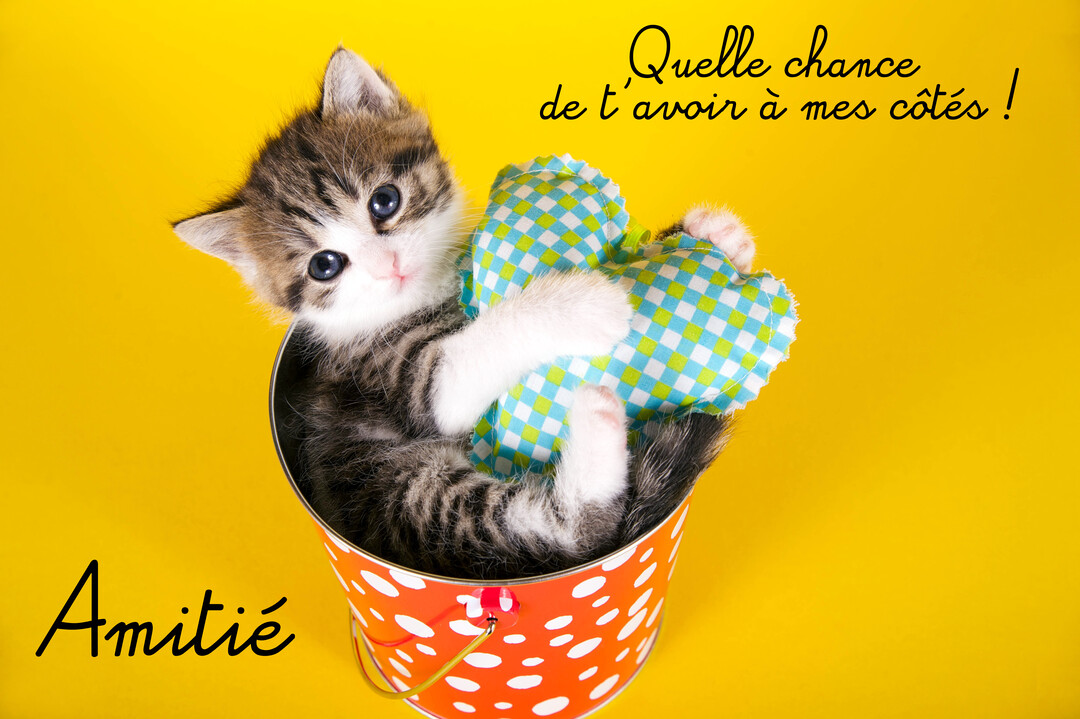 Un adorable chaton tigré et blanc est assis dans un seau à pois, serrant un coussin en forme de cœur sur un fond jaune.