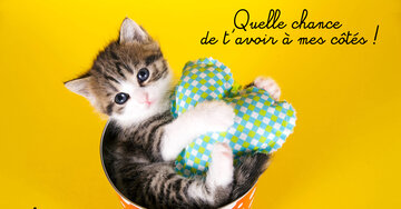 Aperçu de la carte : Quelle chance de t'avoir à mes côtés.