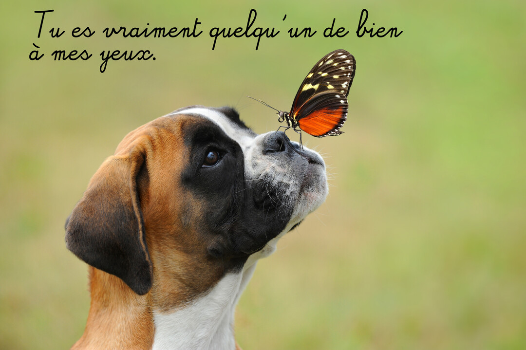 En gros plan, un chiot boxer au pelage fauve et blanc observe avec curiosité un papillon monarque délicatement posé sur son nez.