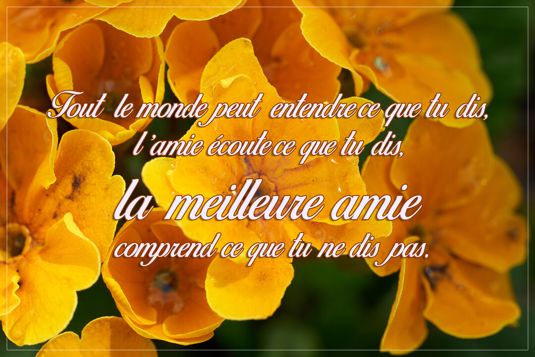 Une citation sur l'amitié est écrite en lettres cursives sur une photographie en gros plan de nombreuses petites fleurs jaune orangé.