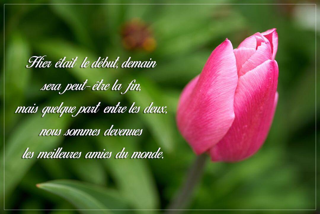Gros plan sur un bouton de tulipe rose vif, posé devant un arrière-plan de feuillage vert flou, avec un texte poétique superposé.