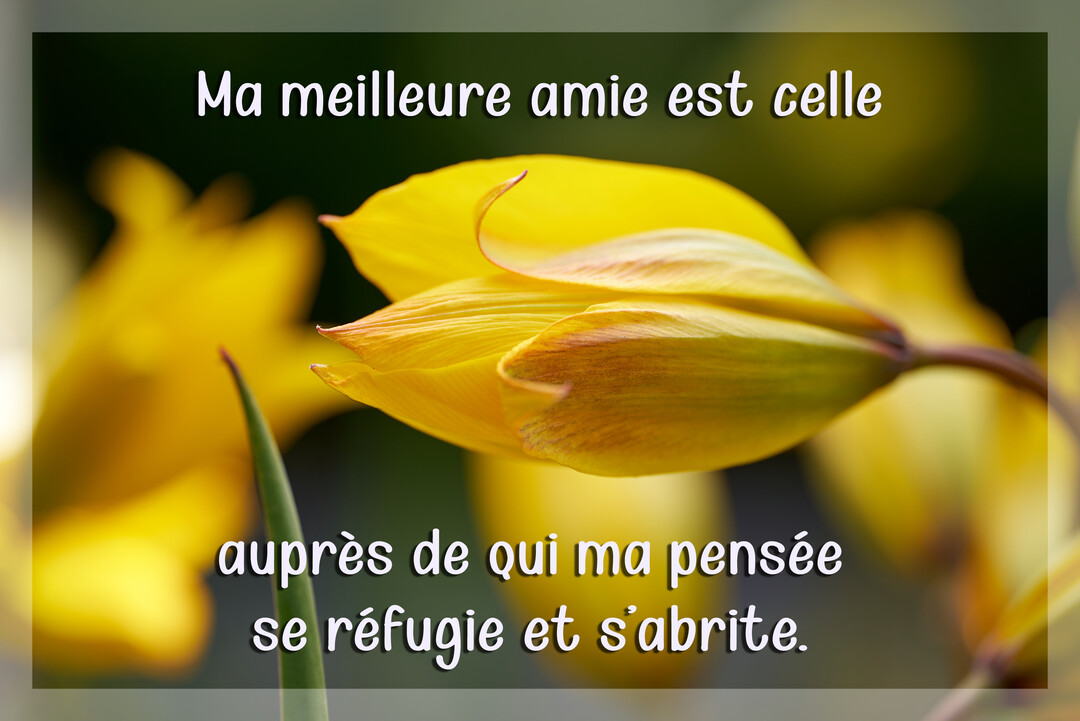 Photographie en gros plan d'un bouton de tulipe jaune sur un fond végétal vert flou, avec un texte blanc superposé.