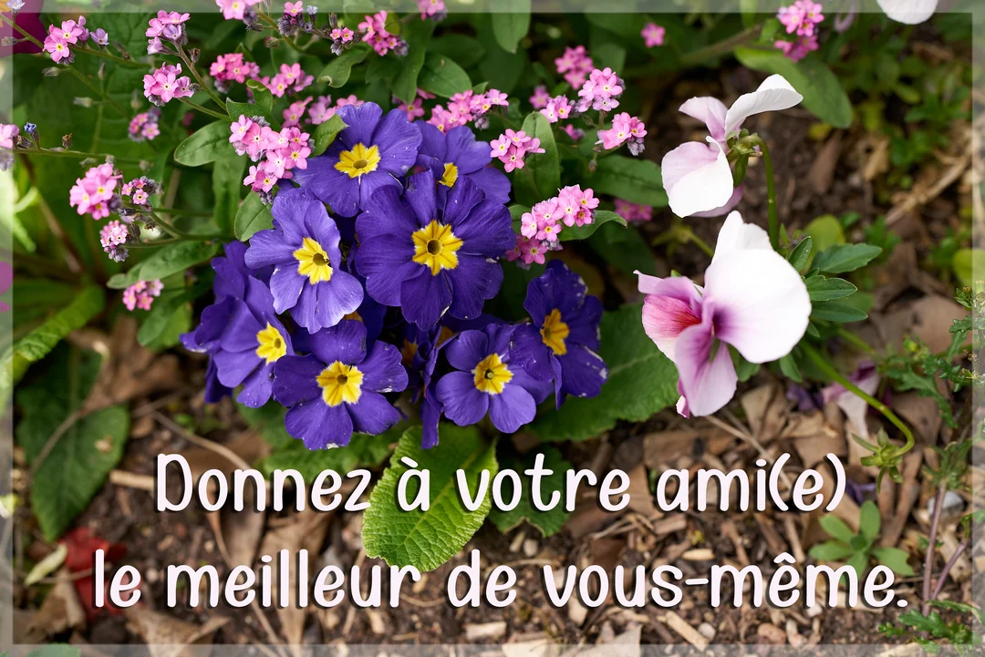 Un parterre de fleurs printanières colorées, avec des primevères violettes et jaunes au centre, entourées de délicates fleurs roses sur un fond terreux.