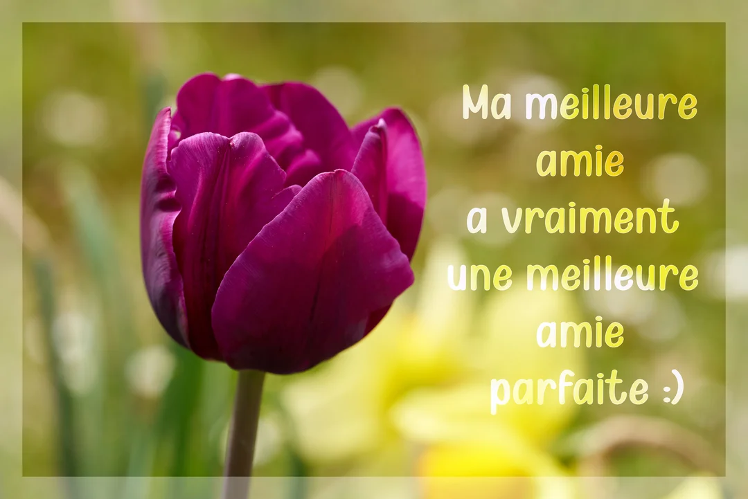 Gros plan sur une tulipe violette en pleine floraison sur un fond de jardin verdoyant et flou, avec un texte affectueux superposé.