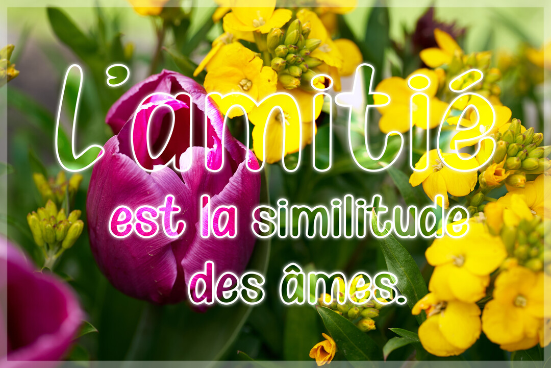 Une citation sur l'amitié est écrite en lettres stylisées sur une photographie de fleurs printanières, incluant une tulipe violette et des fleurs jaunes.