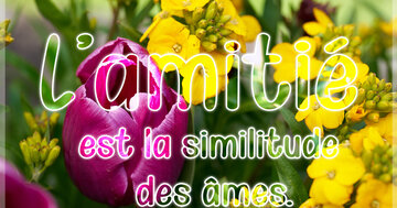 Aperçu de la carte : L'amitié est la similitude des âmes.
