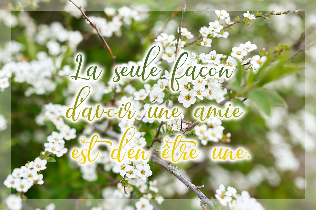 Une citation sur l'amitié est écrite en lettres cursives sur une photographie floue de branches fleuries de petites fleurs blanches et de feuilles vertes.