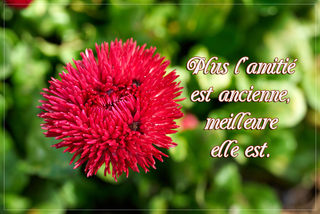 Une citation sur l'amitié est inscrite sur la photo en gros plan d'une fleur rouge aux pétales fins, sur un fond de verdure.