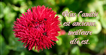 Aperçu de la carte : Plus l'amitié est ancienne, meilleure elle est.