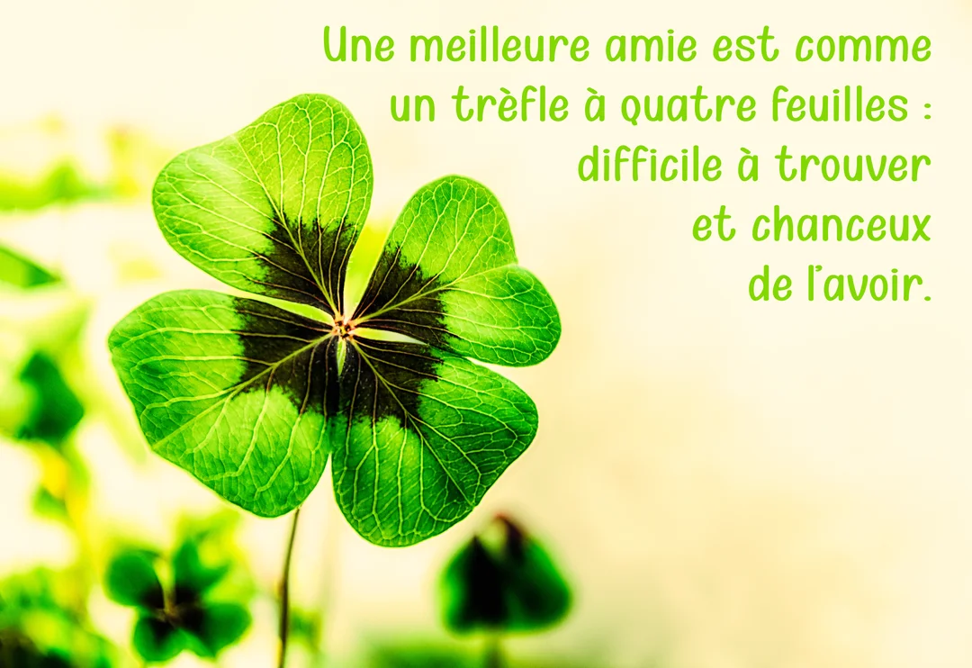 Photographie en gros plan d'un trèfle à quatre feuilles vert vif, sur un fond clair et doux, illustrant un message sur l'amitié.