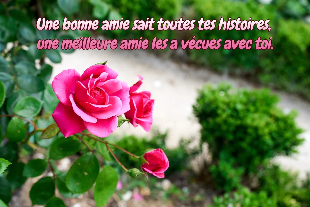 Photographie en gros plan de roses fuchsia épanouies dans un jardin, avec un sentier et des buissons flous en arrière-plan.