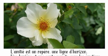 Aperçu de la carte : « L'amitié est un repère, une lumière, un trésor que je cultive avec grand soin... »