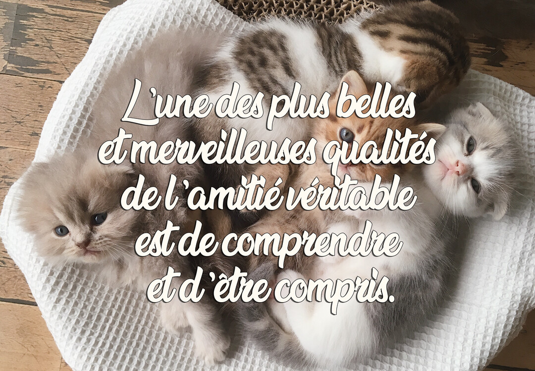 Vue de dessus d'une portée de quatre chatons de couleurs différentes, blottis ensemble sur une couverture blanche, avec un texte de citation superposé.
