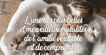 Aperçu de la carte : « L'une des plus belles qualités de l'amitié : comprendre et être compris... »