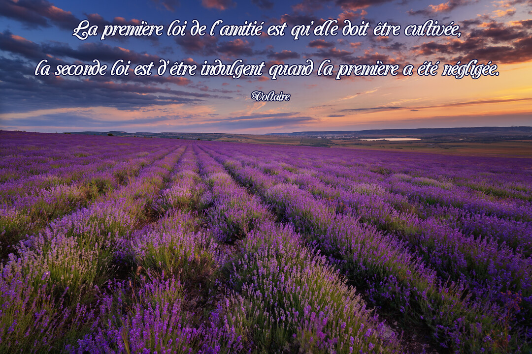 Une citation de Voltaire sur l'amitié est inscrite en lettres blanches sur un vaste champ de lavande en fleurs sous un ciel crépusculaire nuageux.