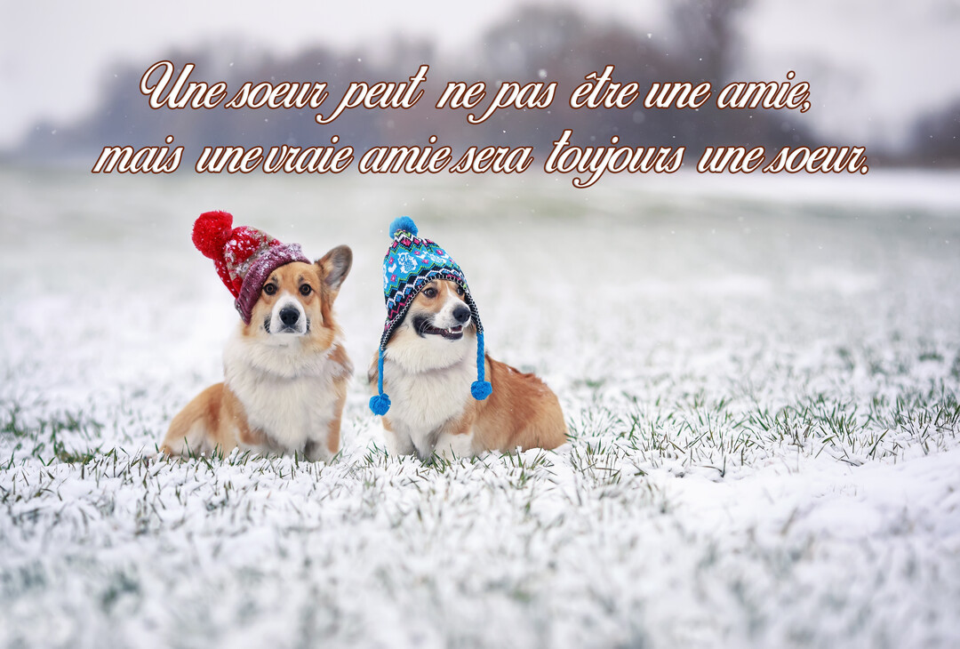 Deux chiens de race Corgi, portant des bonnets à pompon colorés, sont assis côte à côte dans un champ légèrement enneigé.