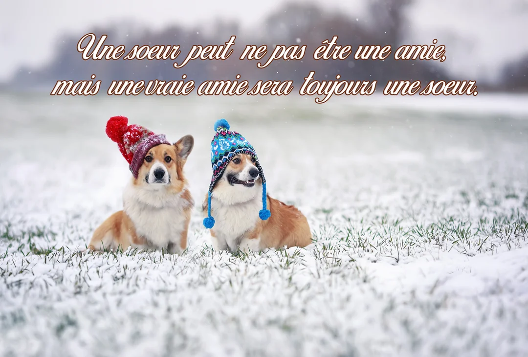 Deux chiens de race Corgi, portant des bonnets à pompon colorés, sont assis côte à côte dans un champ légèrement enneigé.