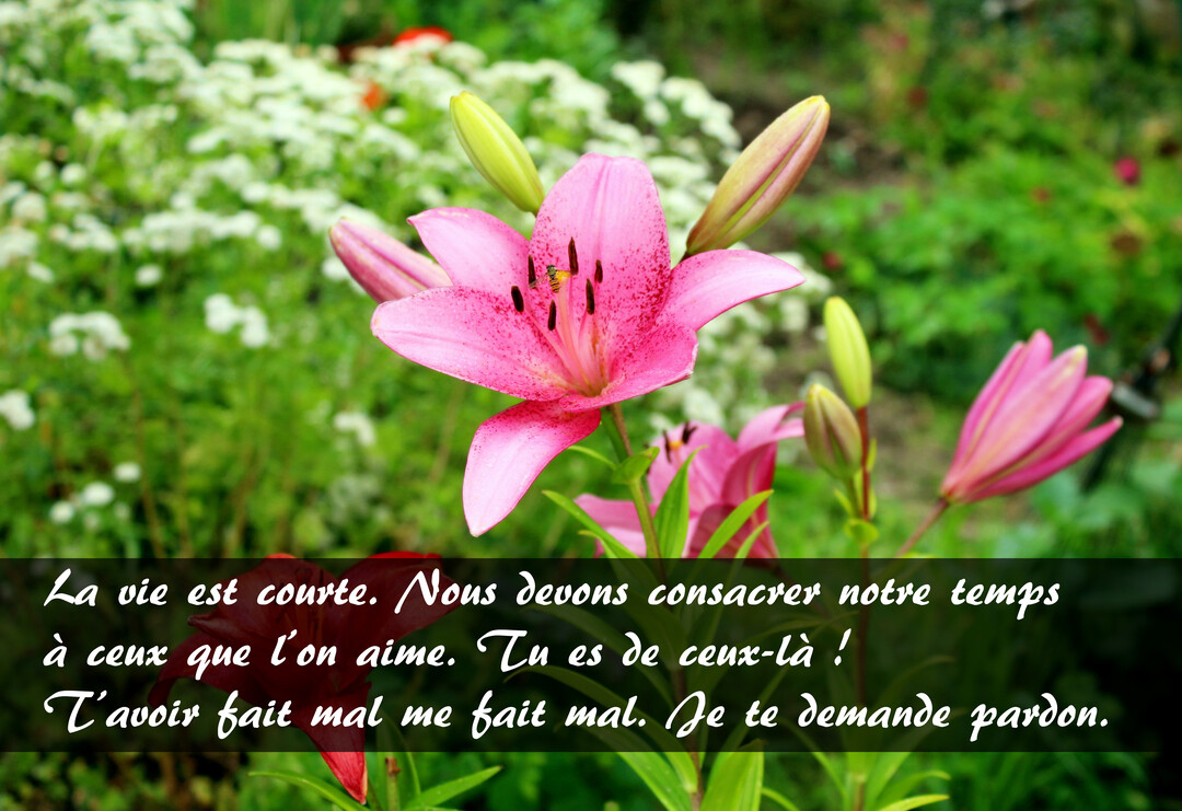 Une fleur de lys rose épanouie est au centre de la carte, sur un fond flou de jardin verdoyant et de fleurs blanches.