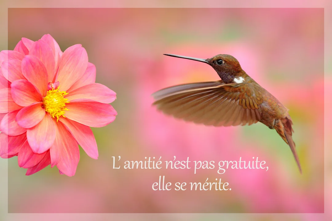 Un colibri marron aux ailes déployées vole vers une grande fleur de dahlia rose sur un fond doux et flouté de la même couleur.