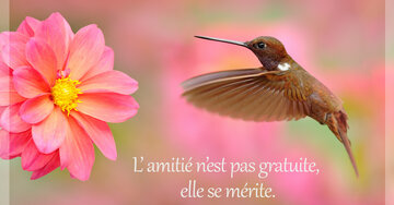 Aperçu de la carte : L' amitié n'est pas gratuite,
 elle se mérite.