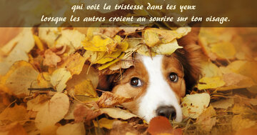 Aperçu de la carte : « Un véritable ami voit la tristesse dans tes yeux lorsque les autres croient au sourire... »