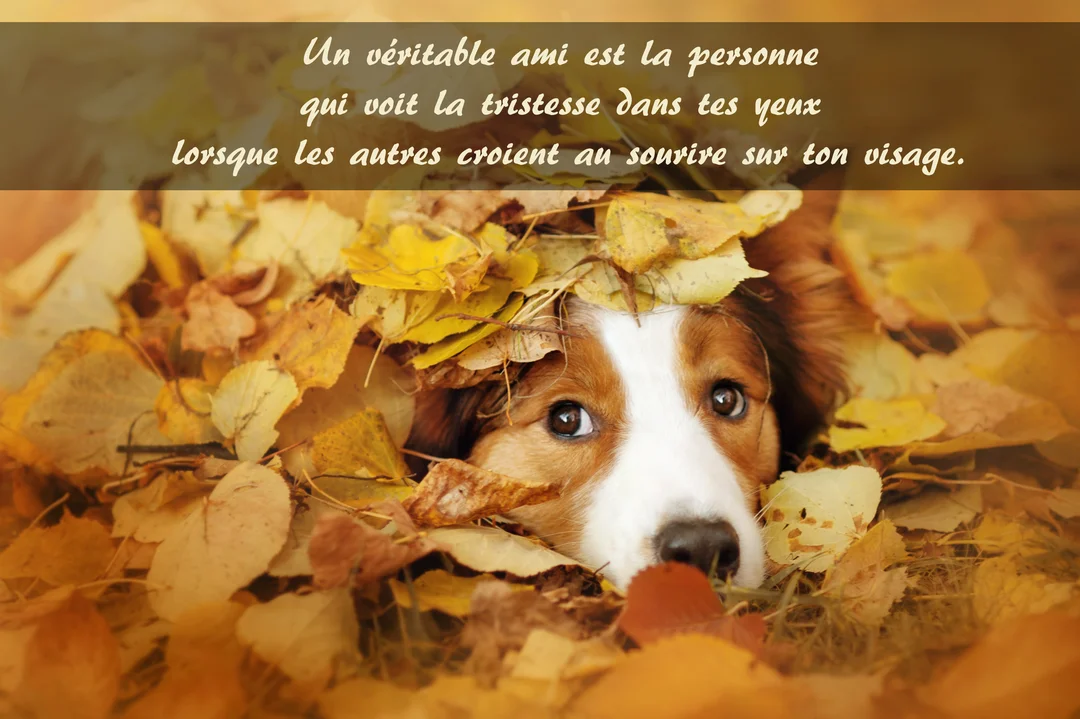 Un chien au regard doux, de race border collie, sort sa tête d'un tas de feuilles mortes jaunes et oranges en automne.