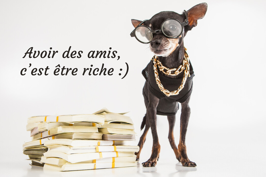 Un petit chien noir déguisé avec des lunettes et une chaîne dorée se tient à côté d'une pile de billets sur fond blanc.
