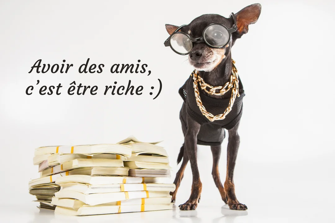 Un petit chien noir déguisé avec des lunettes et une chaîne dorée se tient à côté d'une pile de billets sur fond blanc.