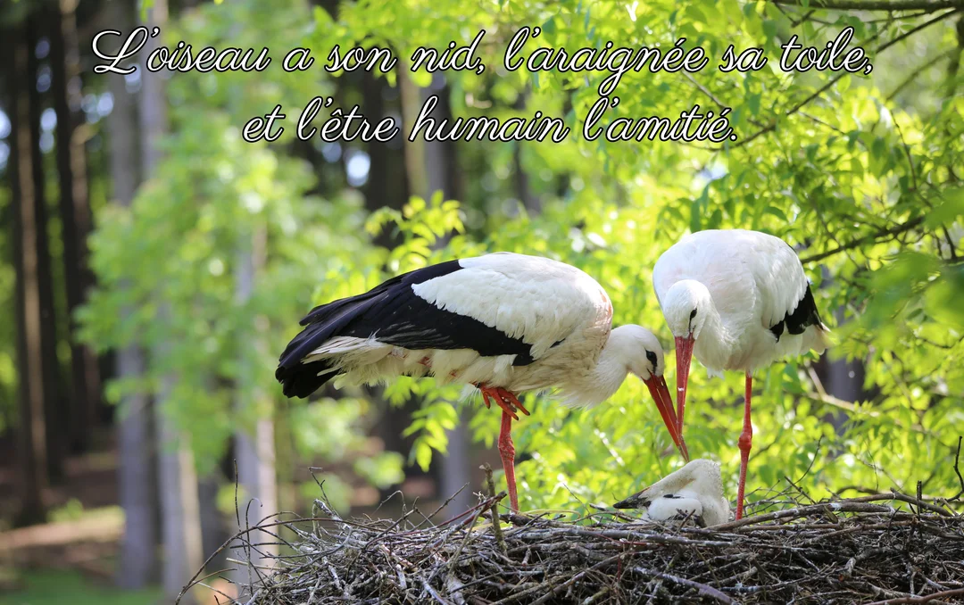Photographie d'une famille de cigognes blanches et noires dans leur nid de branchages, sur un fond de feuillage vert et luxuriant.