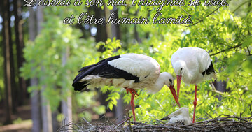 Aperçu de la carte : « L'oiseau a son nid... et l'être humain l'amitié. »