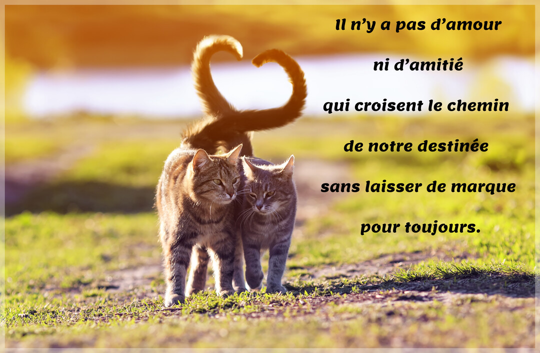 Deux chats tigrés se blottissent l'un contre l'autre sur un chemin herbeux, leurs queues entrelacées formant un cœur au soleil couchant.
