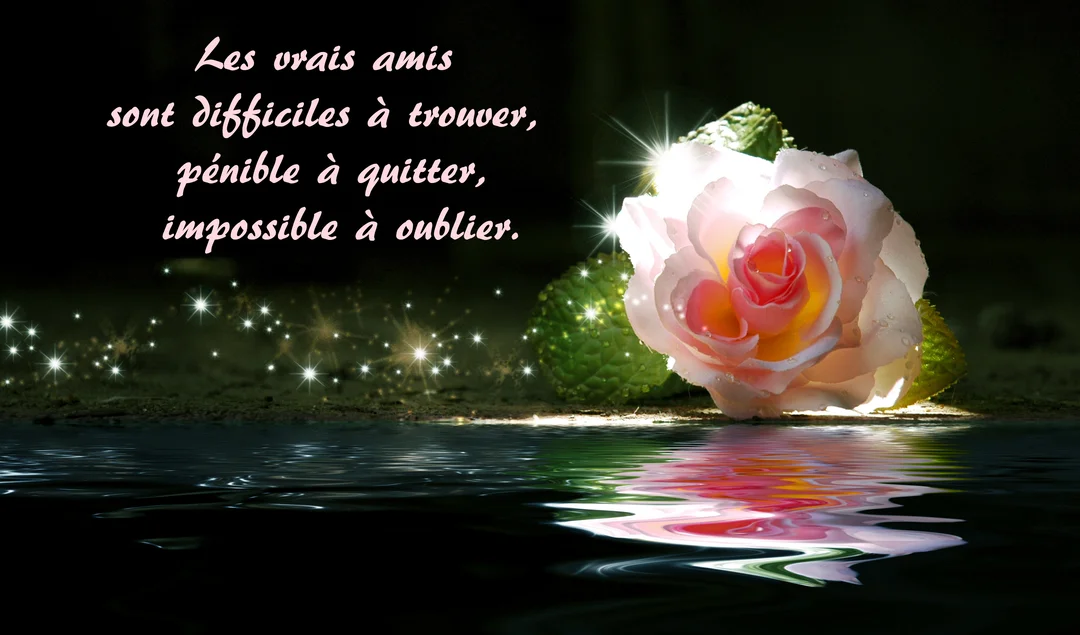 Une rose rose et blanche, couverte de rosée, est posée au bord de l'eau, son reflet visible, sur un fond noir étoilé.