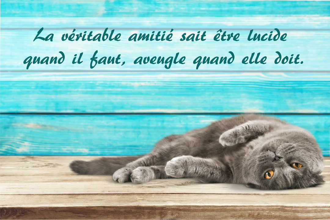 Un chat British Shorthair gris est couché sur le dos sur un plancher en bois, devant un mur de planches turquoise portant une citation.