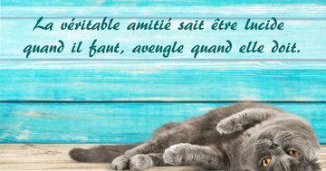 Aperçu de la carte : « La véritable amitié sait être lucide... »