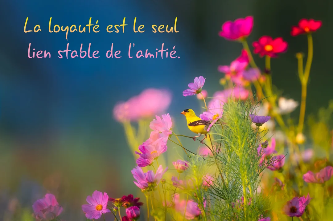 Un petit oiseau chardonneret jaune est perché au milieu d'un champ de fleurs cosmos roses et fuchsia, avec une citation sur l'amitié.