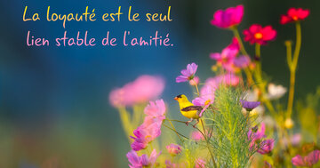 Aperçu de la carte : La loyauté est le seul 
lien stable de l'amitié.