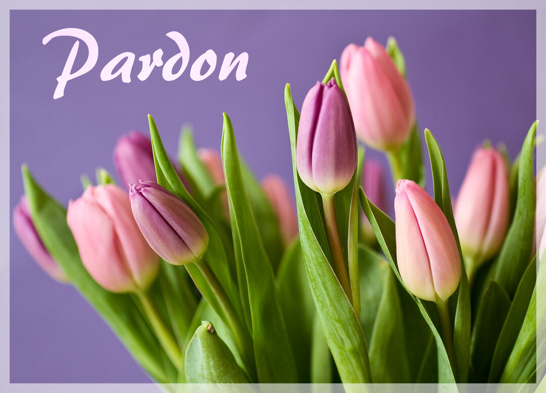 Gros plan sur un bouquet de tulipes roses et mauves encore fermées, avec leurs tiges vertes, sur un fond uni de couleur violette.