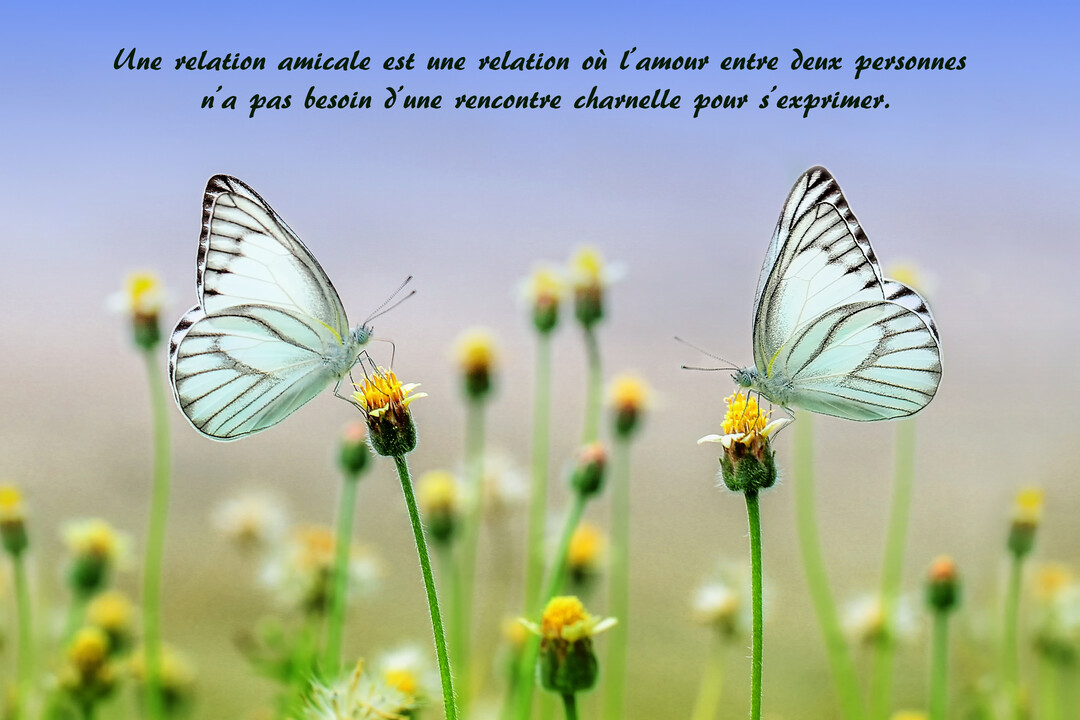 Deux papillons blancs aux ailes nervurées de noir se font face, chacun posé sur une petite fleur jaune dans un champ verdoyant.