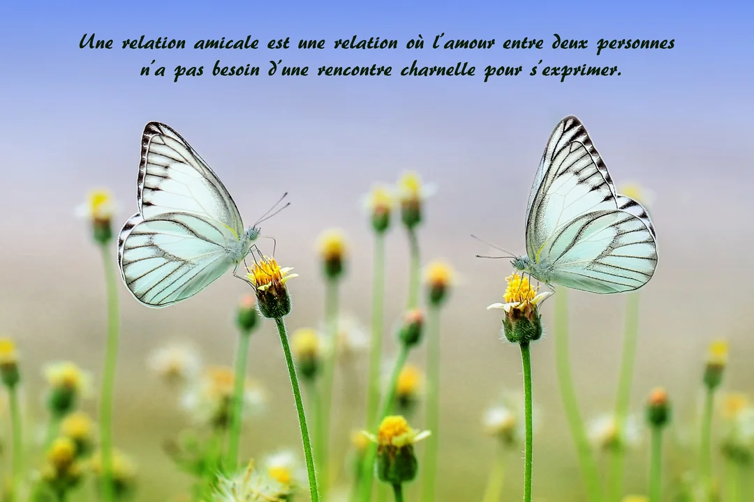 Deux papillons blancs aux ailes nervurées de noir se font face, chacun posé sur une petite fleur jaune dans un champ verdoyant.