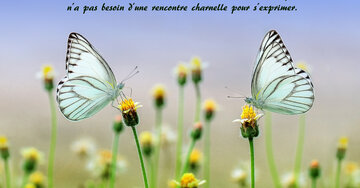 Aperçu de la carte : « Une relation amicale est une relation où l'amour n'a pas besoin d'une rencontre charnelle... »