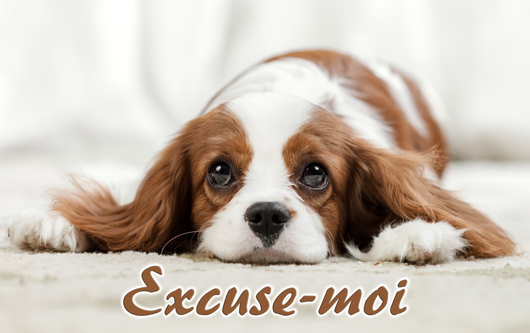 Un jeune chien Cavalier King Charles Spaniel est couché sur un tapis, la tête posée au sol, avec un regard implorant vers le spectateur.