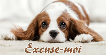 Aperçu de la carte : Excuse-moi