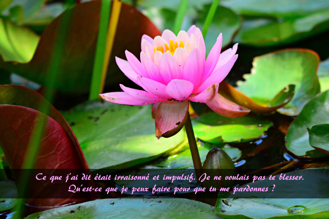 Un nénuphar rose aux pistils jaunes flotte sur l'eau calme d'un étang, entouré de larges feuilles vertes et d'un message d'excuses.