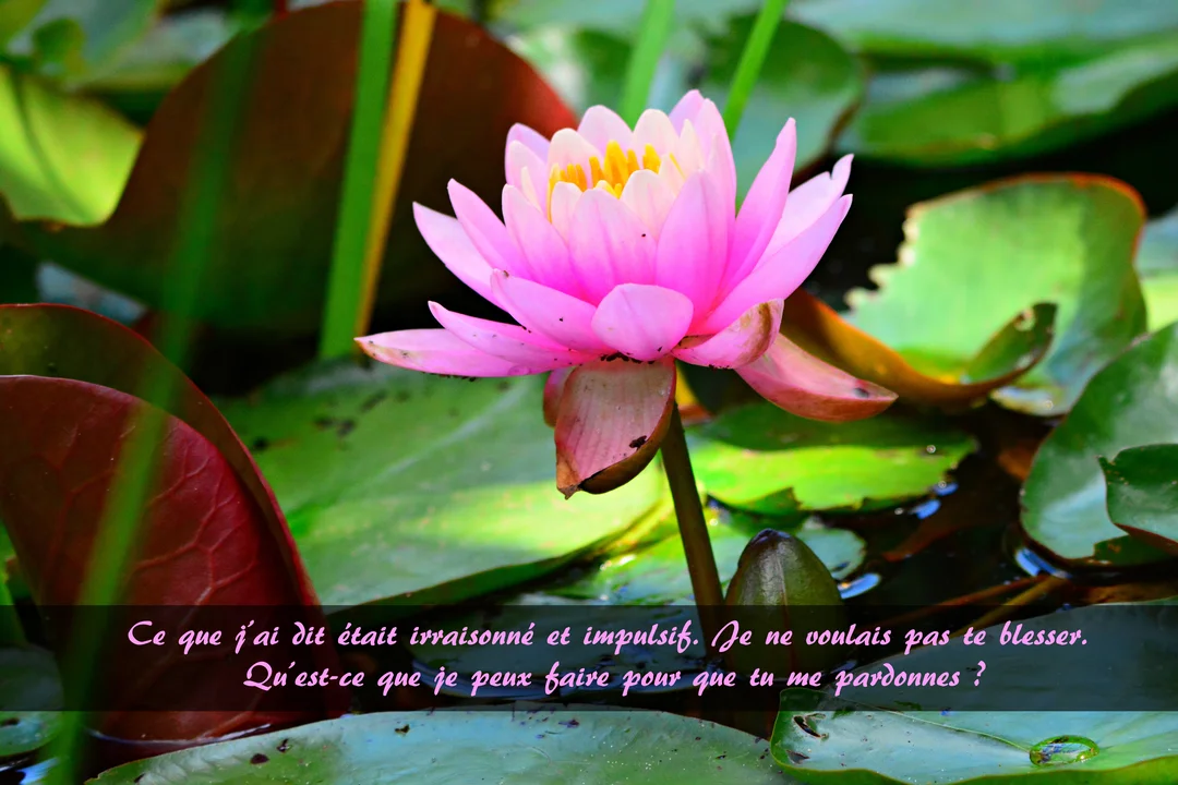 Un nénuphar rose aux pistils jaunes flotte sur l'eau calme d'un étang, entouré de larges feuilles vertes et d'un message d'excuses.