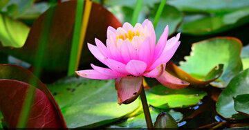 Aperçu de la carte : « Ce que j'ai dit était irraisonné et impulsif. Je ne voulais pas te blesser... »