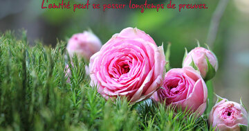 Aperçu de la carte : L'amitié peut se passer longtemps de preuves.