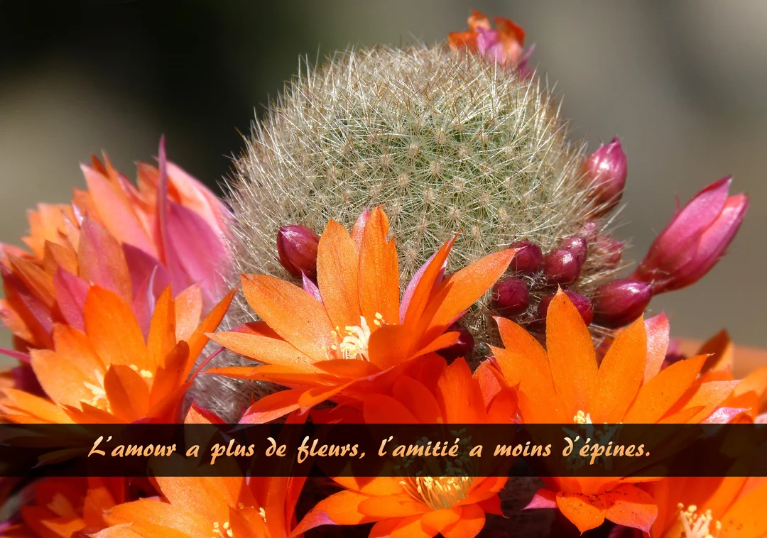 Gros plan sur un cactus globulaire couvert d'épines fines, entouré de fleurs oranges et de bourgeons roses vifs sur un fond flou.