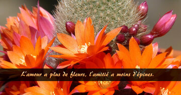 Aperçu de la carte : L'amour a plus de fleurs, l'amitié a moins d'épines.