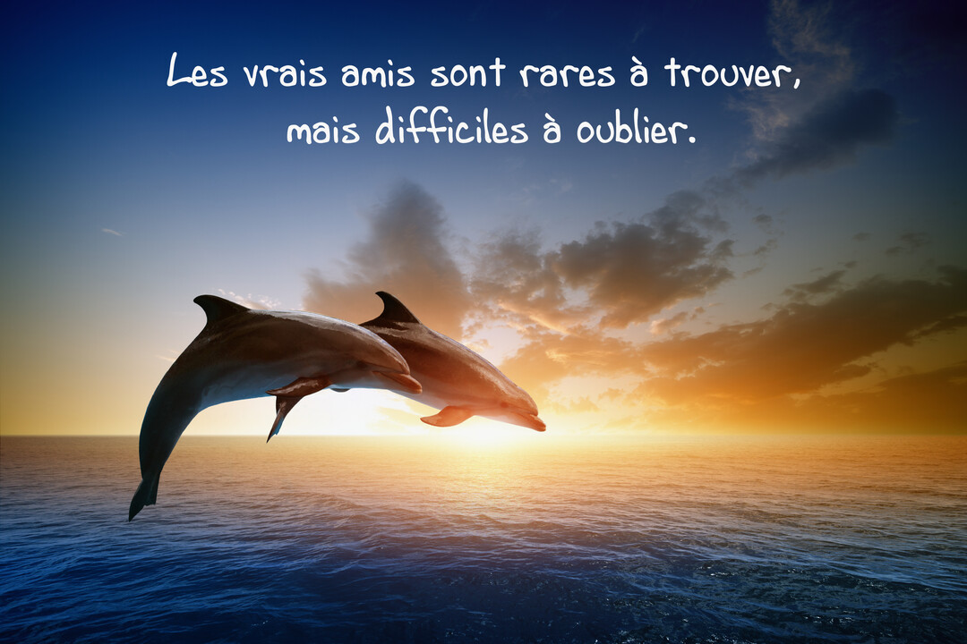 Deux dauphins bondissent en synchronisation hors de l'océan, sur fond d'un magnifique coucher de soleil aux teintes orangées et bleues.